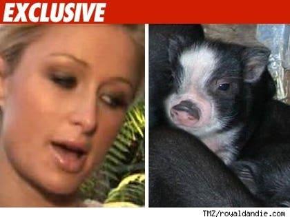 Paris Hilton gets a pig!