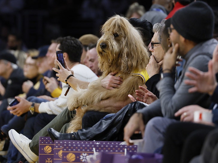 Brodie The Goldendoodle lakers