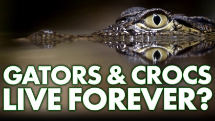 TN_crocodiles & alligators_01_jo