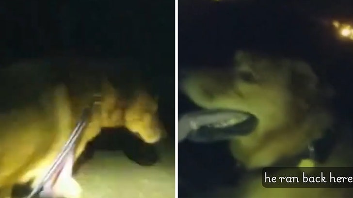 100725_loyal_dog_grandma_kal