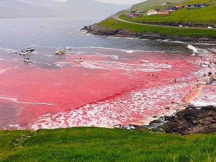 Faroe Islands Controversial Dolphin Slaughter Graphic Content Launch