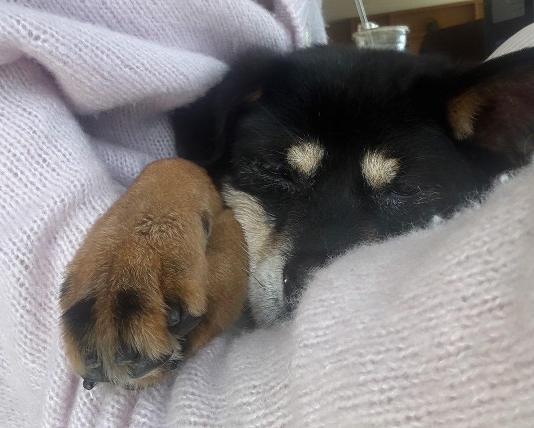 Remembering Ariana Grande Dog Coco 8