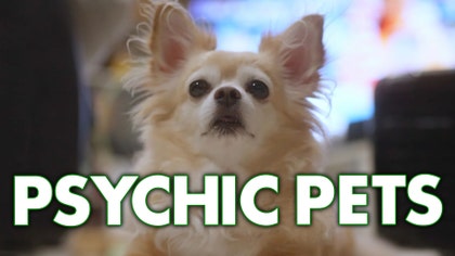 TN_animal_psychics_01_jo