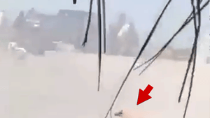 022226_puerto_vallarta_explosion_dog_primary