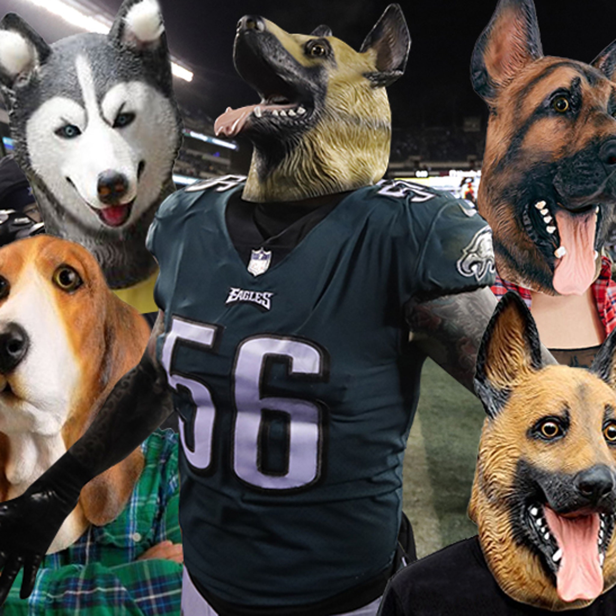 eagles jersey dog