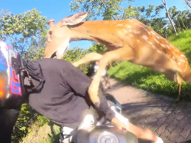 Deer bites man on motorbike