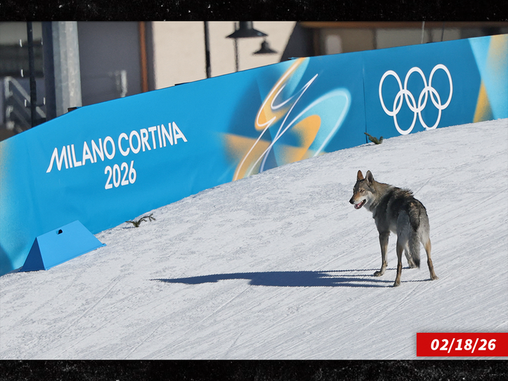 cão olímpico sub getty 2