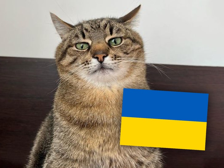Instagram-Ünlü Kedi Ukrayna'da Hayvanlara Yardım İçin 10 Bin Dolar Artırdı