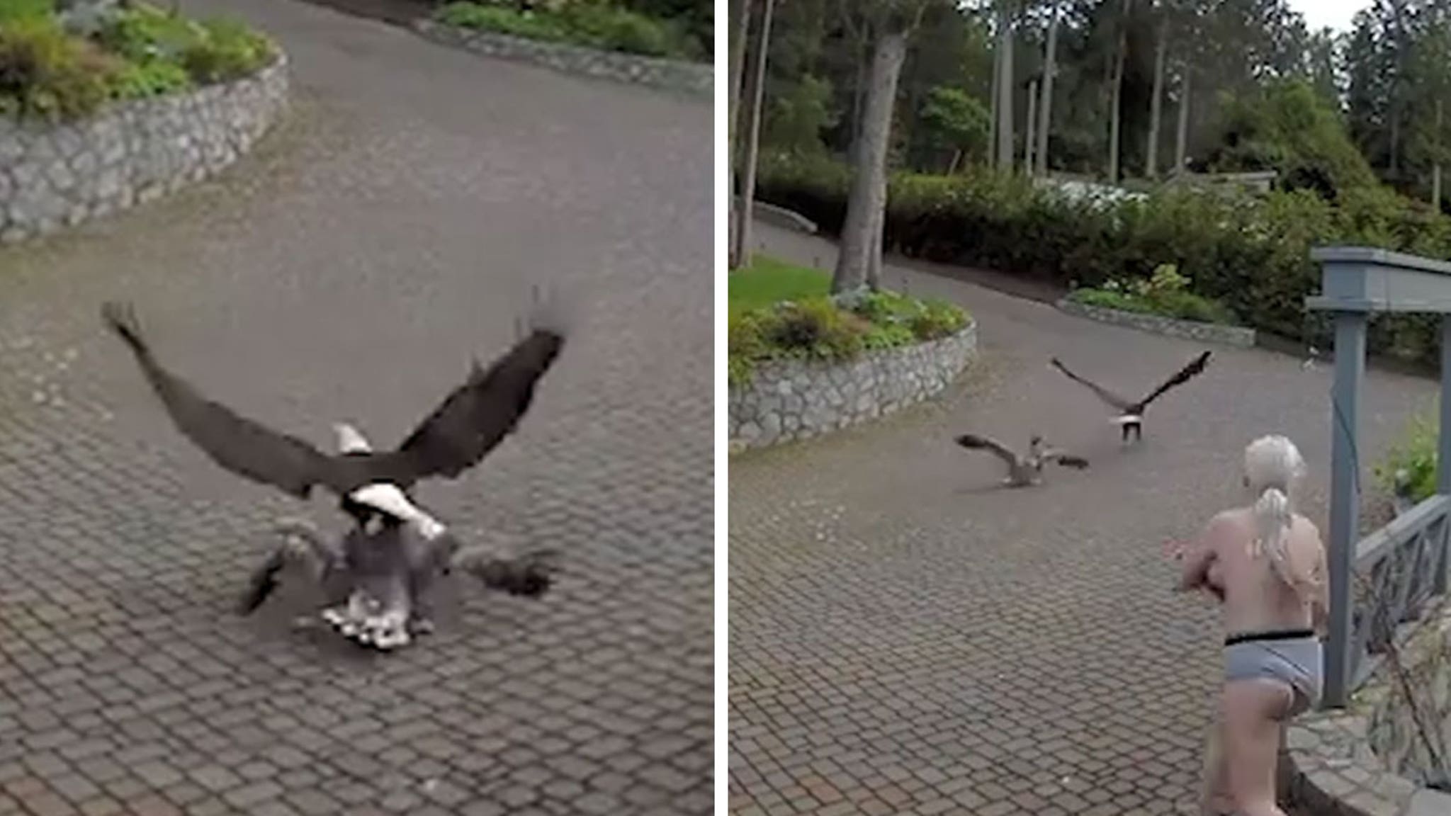 Breastfeeding Mom Saves Pet Goose from Bald Eagle, Video