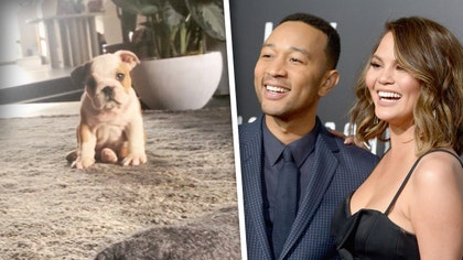 chrissy-teigen-puppy