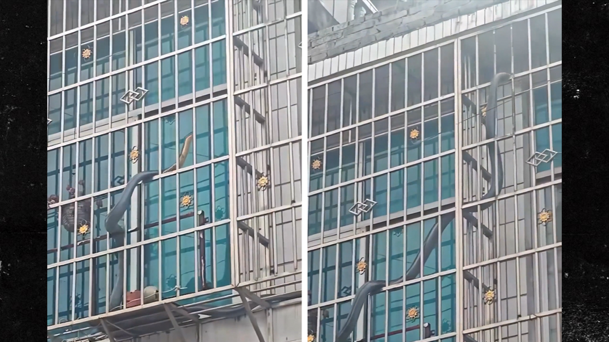 Giant 18-Pound King Cobra Gives Apartment Residents a Scare in Wild Video