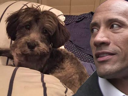 1125-dwayne-dog-gofundme