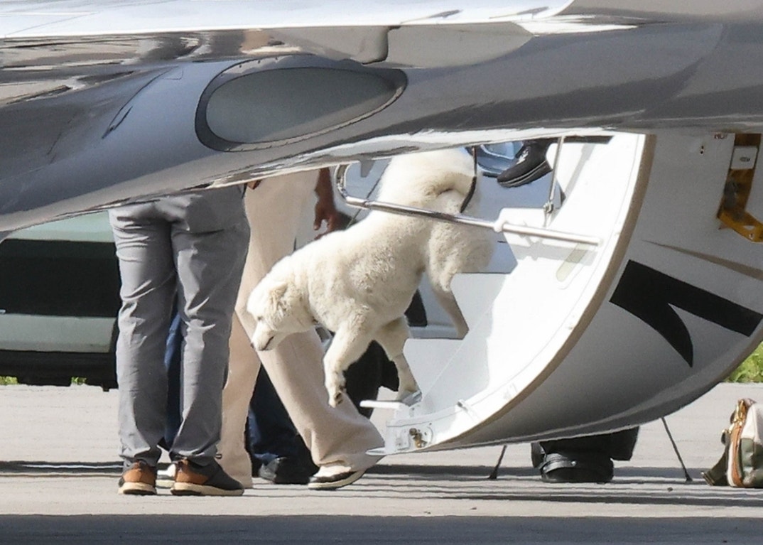 Travis Kelce Taylor Swift Dog Debut 3