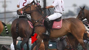 Prince Harry Falls Off Horse At Polo Match In Santa Barbara