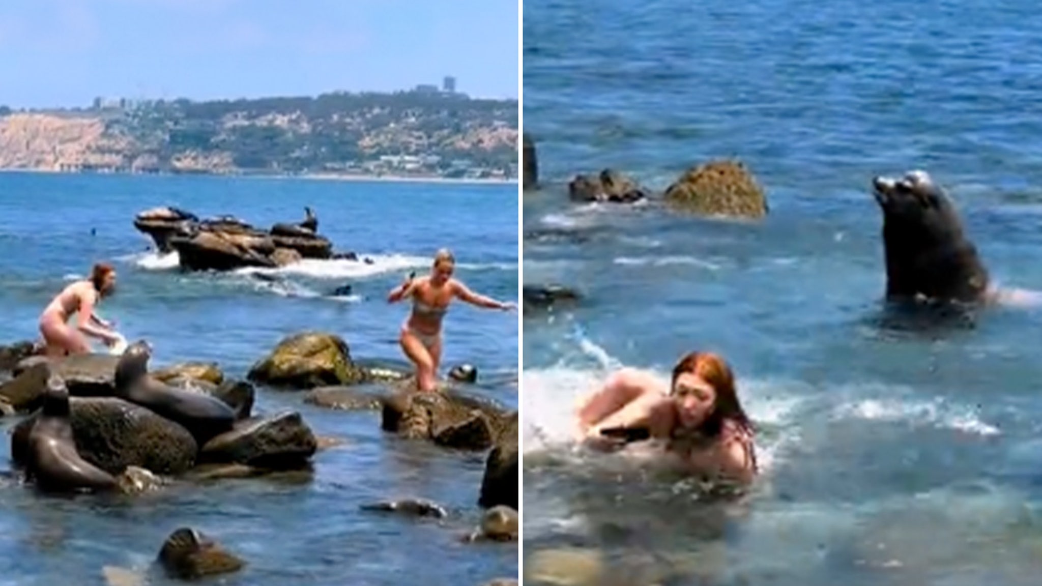 Des filles poursuivies par des lions de mer à La Jolla après s’être trop rapprochées
