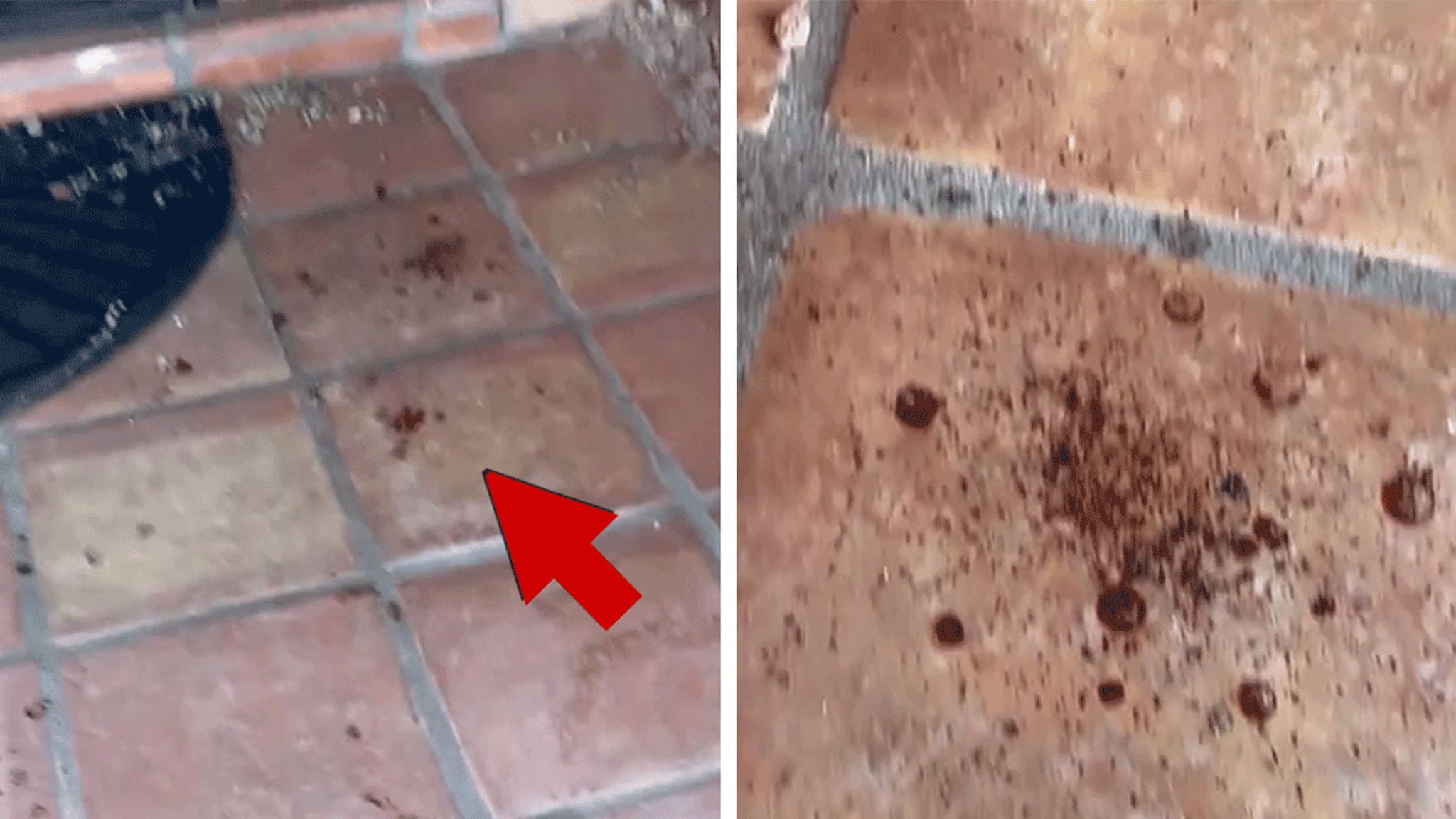 Video Shows Blood Outside Home of 'TODAY' Anchor Savannah Guthrie's Missing Mom