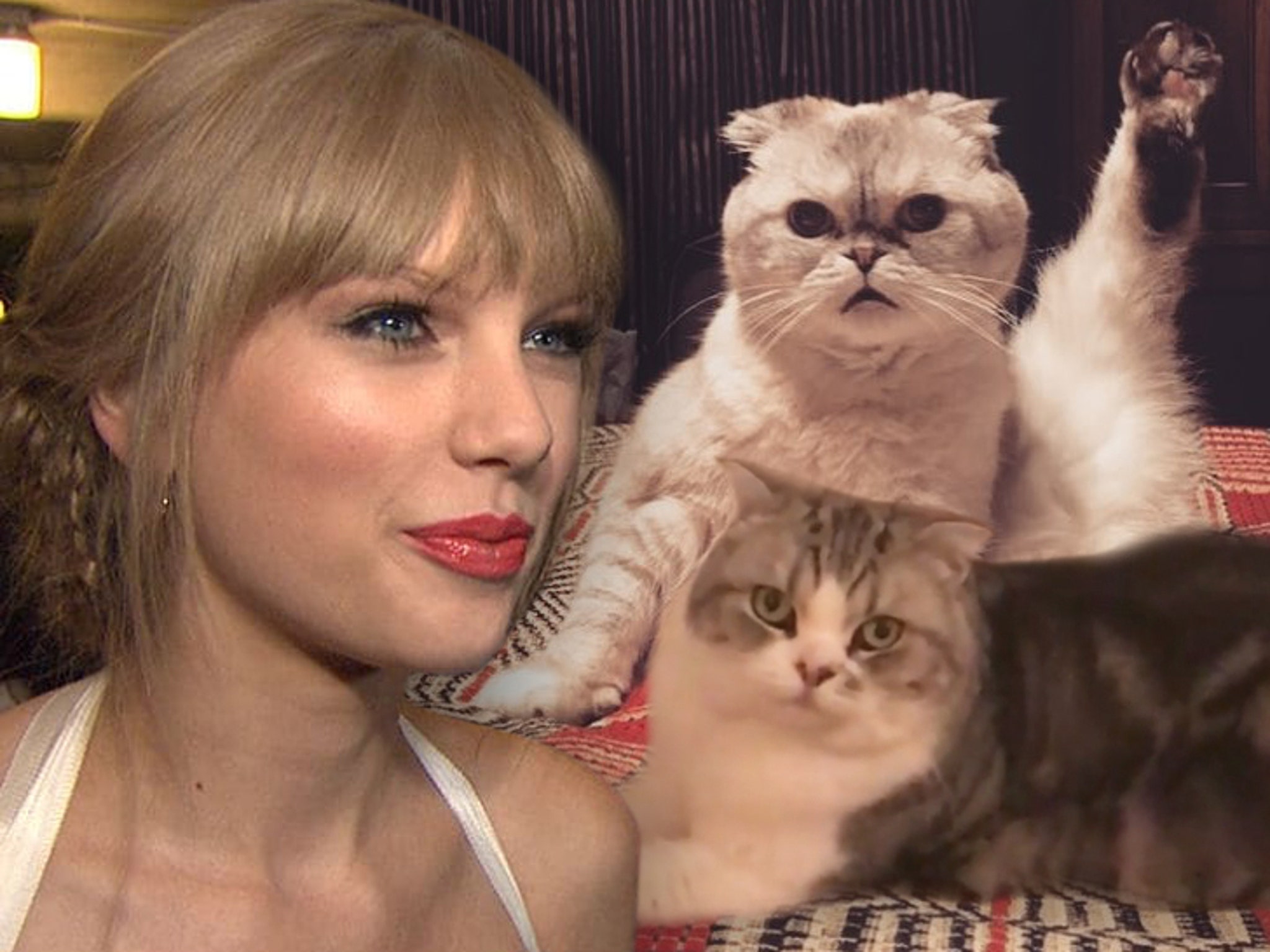 Taylor Swift Cats