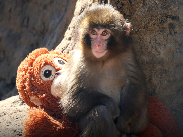 Meet Punch the Monkey