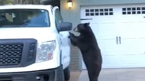Wild Bear Hops in Driver Seat of Truck and Locks Door, Just Like a Human