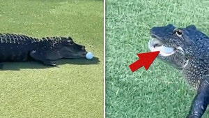 Alligator Snatches Golfer's Ball From Green In Wild Scene On Florida Course