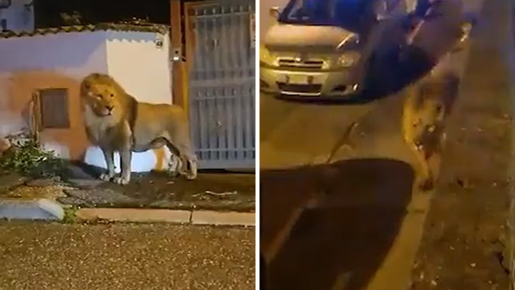 Escaped circus lion captured after prowling the streets of Italian town -  National