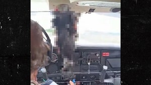 Vulture Crashes Into Cockpit