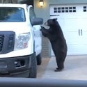 Wild Bear Hops in Driver Seat of Truck and Locks Door, Just Like a Human