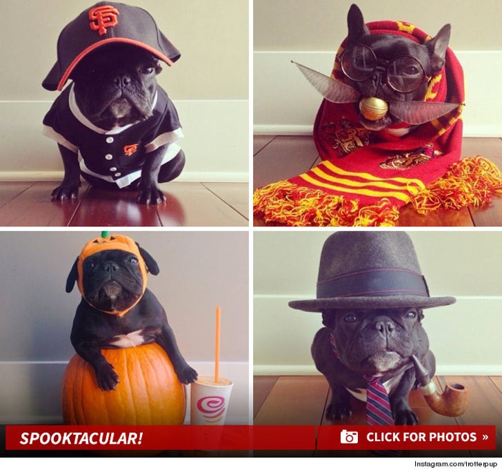Trotter the Pup's Spooktacular Styles!