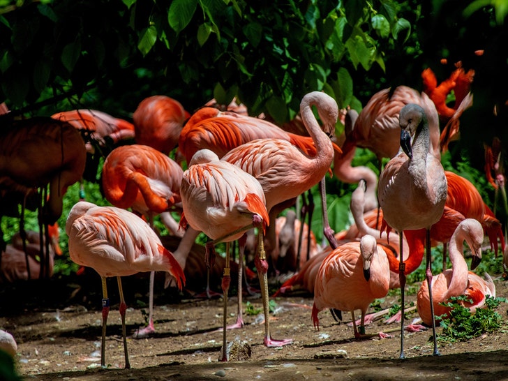 4th of July Flamingo Squad Flamingo Lovers Group Matching