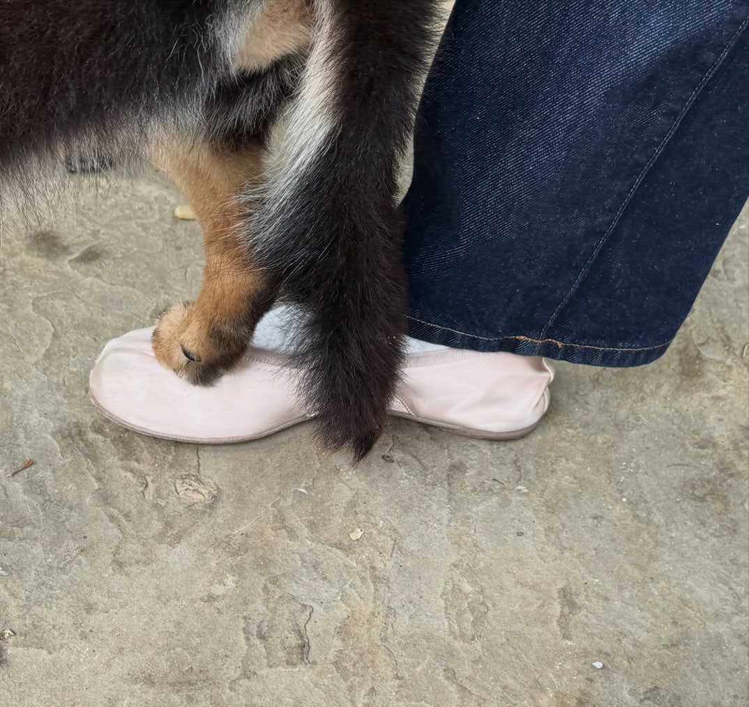 Remembering Ariana Grande Dog Coco 0