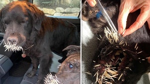 Lindsey Vonn's Dogs Attacked By Porcupine, 'Incredibly Thankful They're Ok'