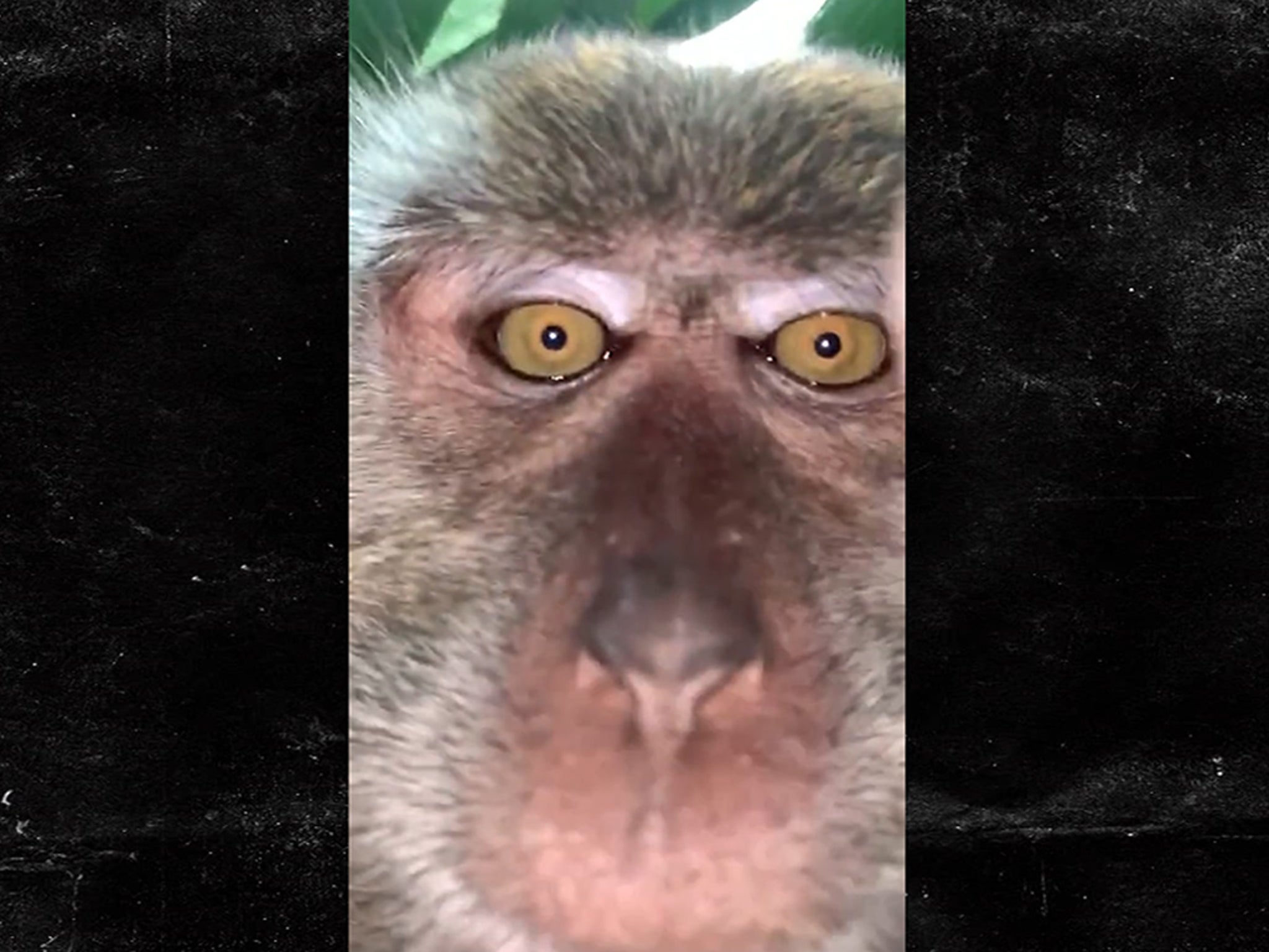 monkey looking at security camera meme｜TikTok Search