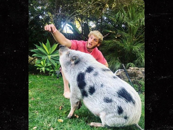 Logan Paul Pig