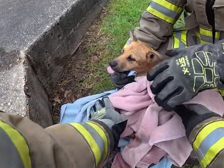 firefighter-puppy-rescue-1-06-23-2026