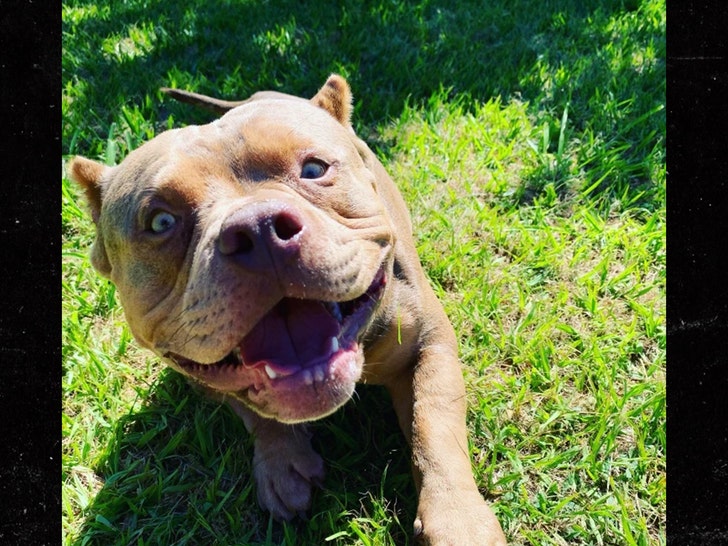 dog ear drops side effects