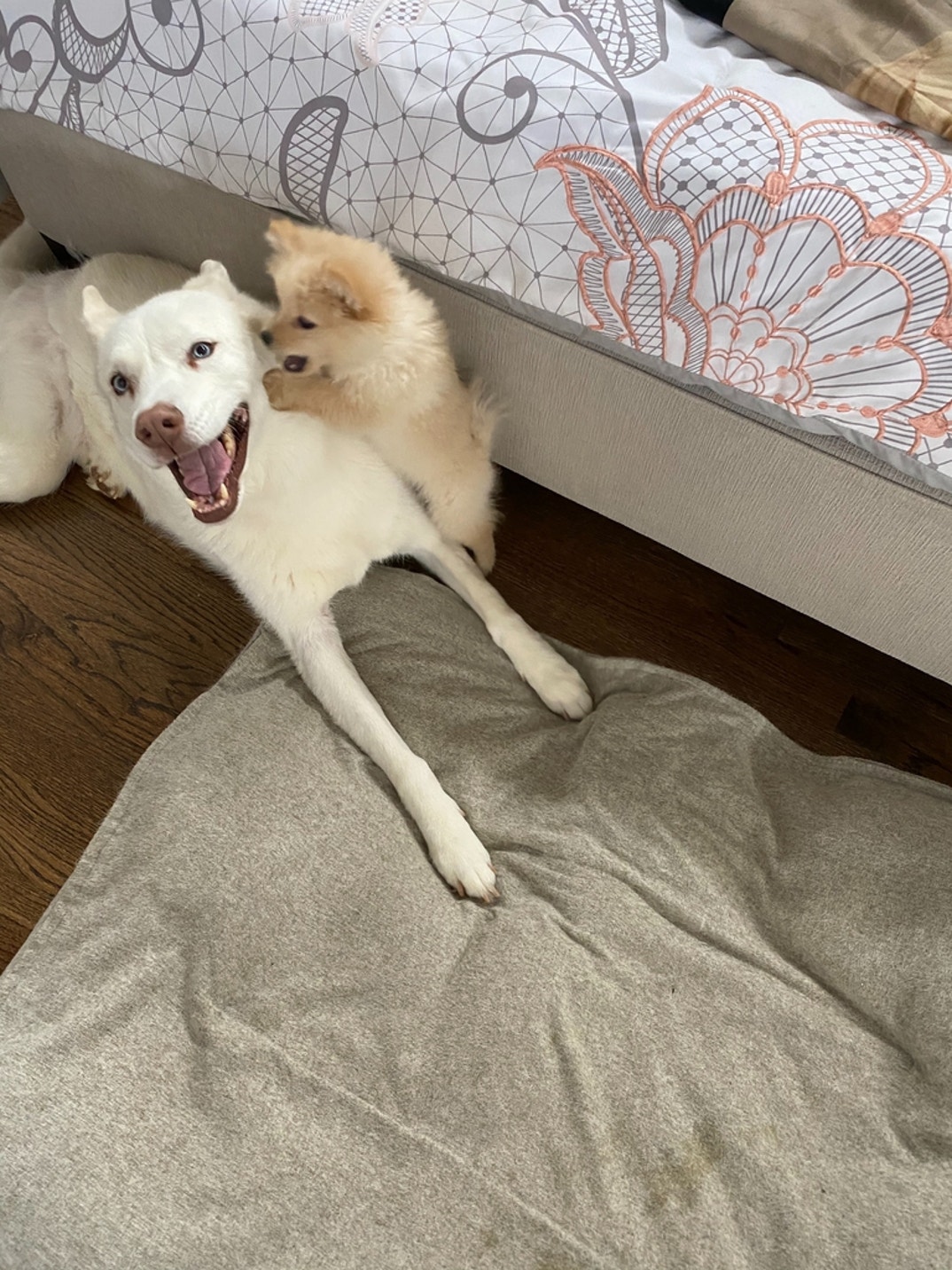 Cody Rhodes Dog 5