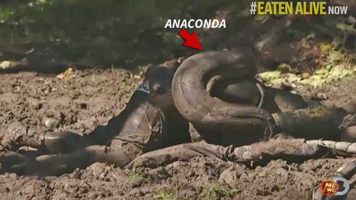 Eaten Alive' -- Anaconda Used in Failed TV Stunt Was a RINGER