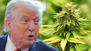 donald trump marijuana getty comp
