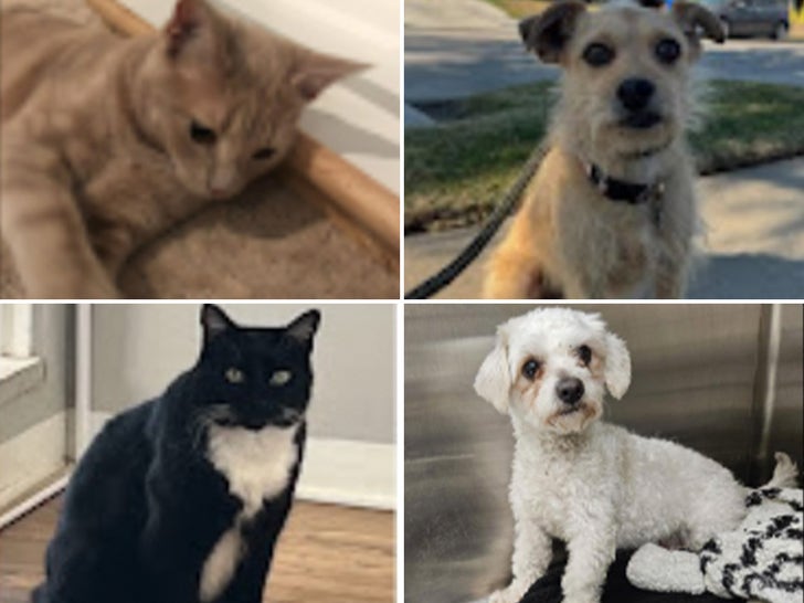 Animales perdidos en incendios de Los Ángeles