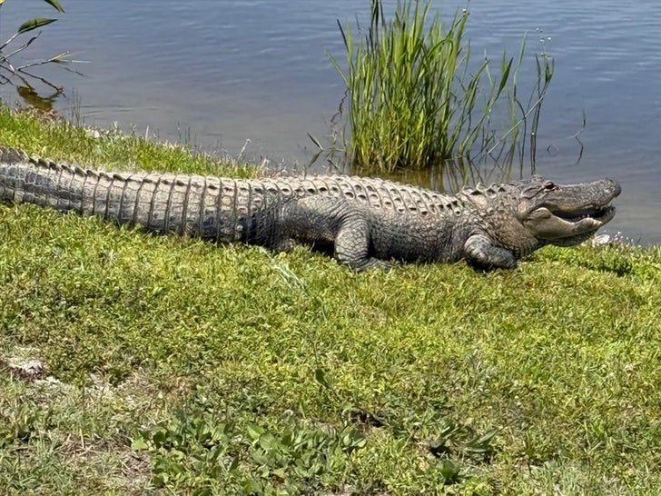 zues dog gator attack gofundme 3