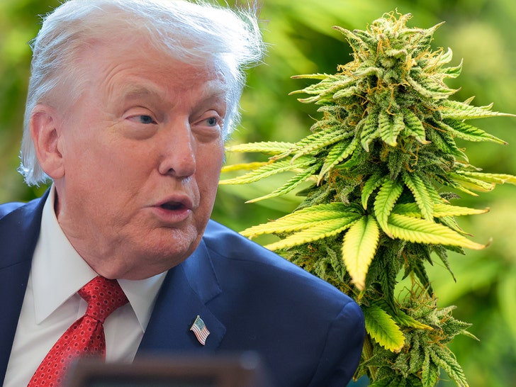 donald trump marijuana getty comp