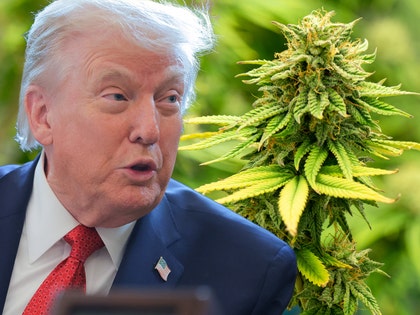 donald trump marijuana getty comp