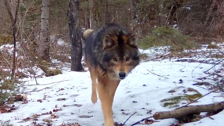 Mystery Beast in Minnesota Woods Leaves Experts Mystified