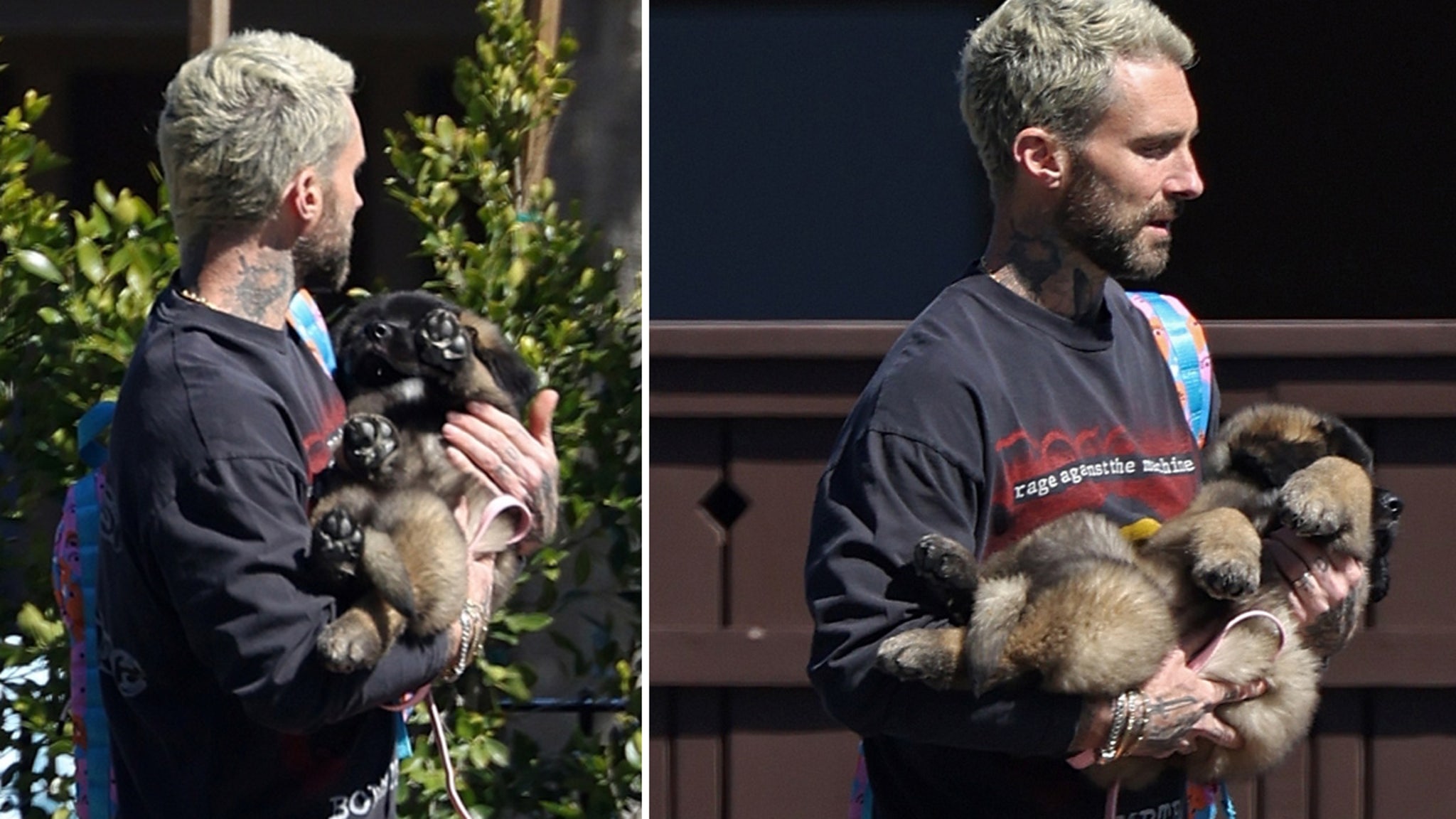 Adam Levine Gets New Puppy That Will Become Enormous