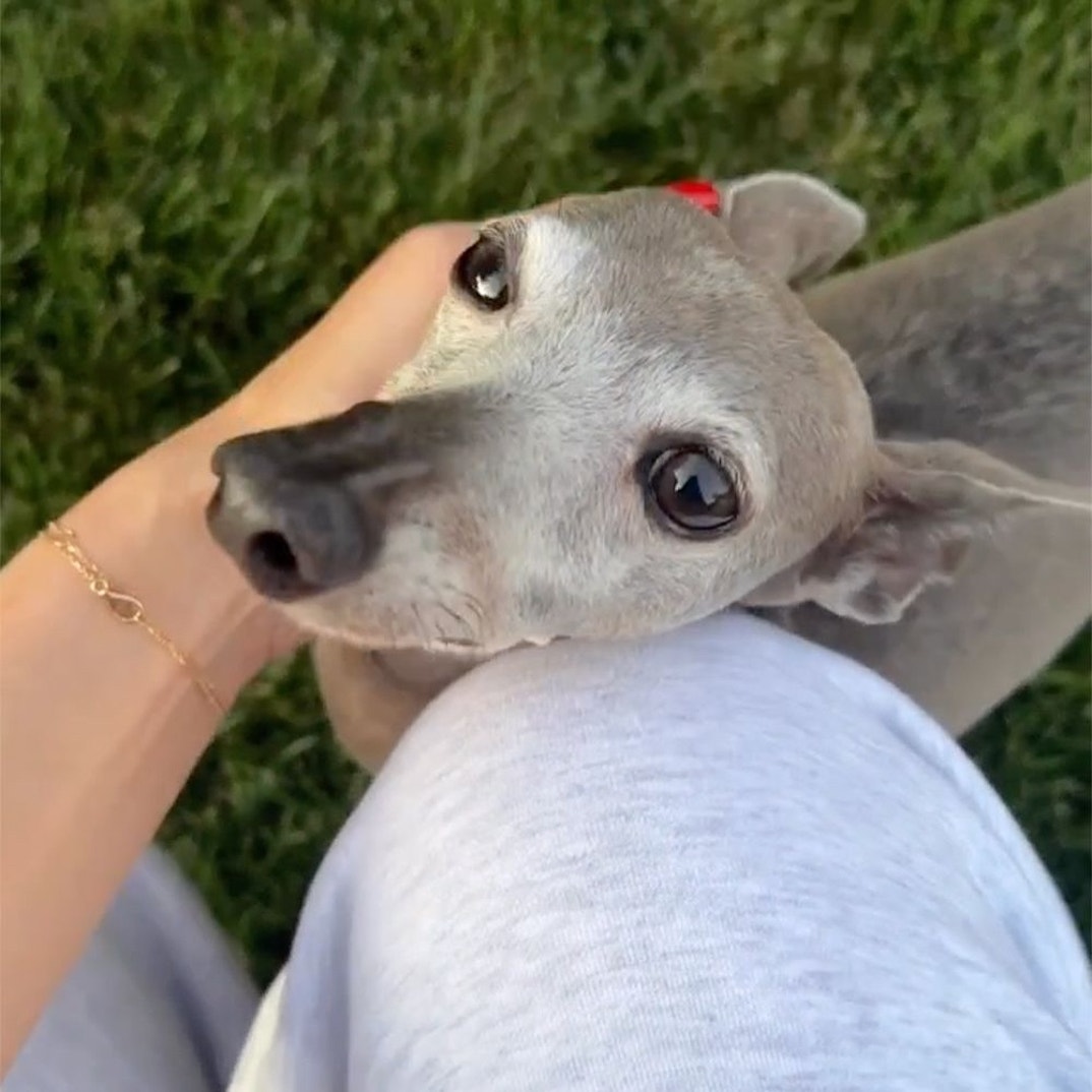 Kylie Jenner Norman Dog 10