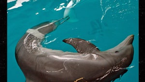 Winter the Dolphin from 'Dolphin Tale' Dead at 16 After Infection
