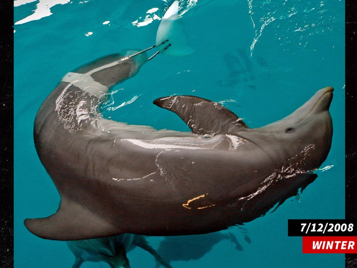 winter the dolphin with prosthetic tail