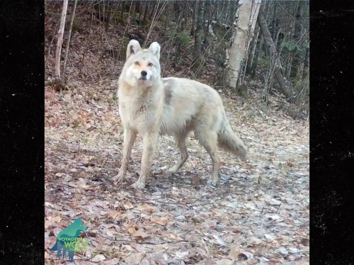 wolf dog hybrid Voyageurs Wolf Project