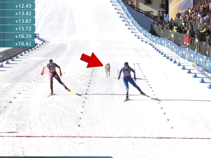 021826 Cão Olímpico Primário1