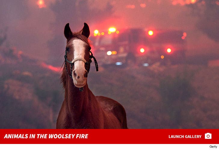 Animals in the Woolsey Fire